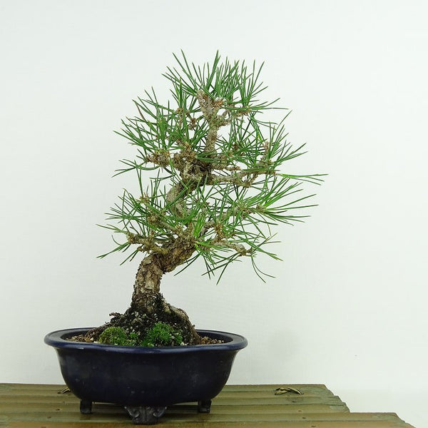 盆栽 松 黒松 樹高 約23cm くろまつ Pinus thunbergii クロマツ マツ科 常緑針葉樹 観賞用 p1144053904