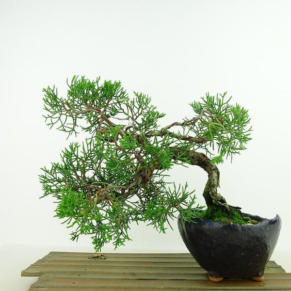 盆栽 真柏 樹高 上下 約18cm しんぱく Juniperus chinensis シンパク “ジン シャリ” ヒノキ科 常緑樹 観賞用 小品