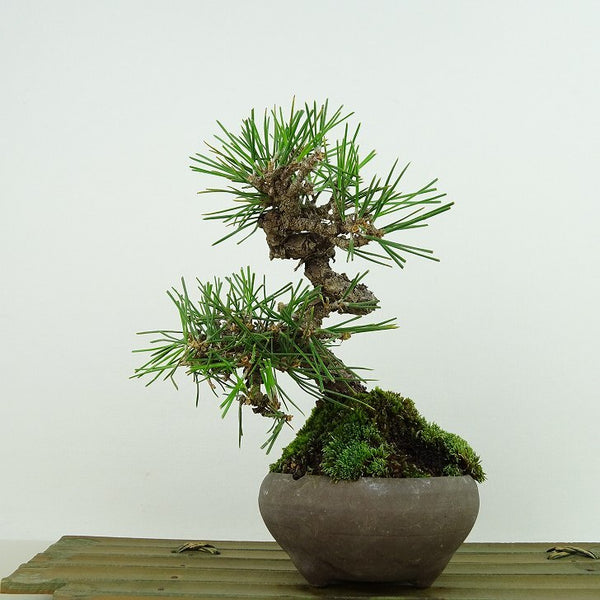 盆栽 松 黒松 樹高 約16cm くろまつ Pinus thunbergii クロマツ マツ科 常緑針葉樹 観賞用 小品 l1144066151