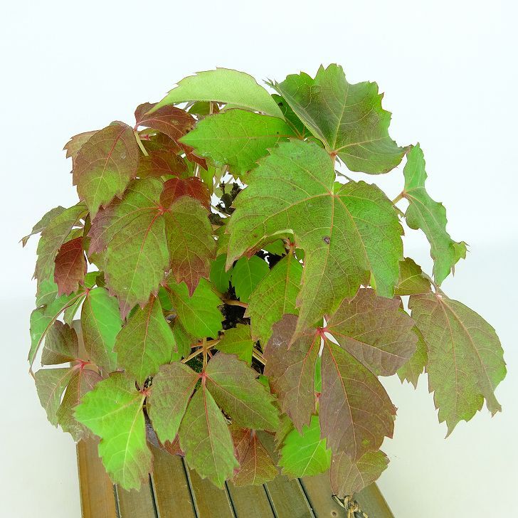 盆栽 蔦 樹高 約20cm つた Parthenocissus tricuspidata ツタ つる性 ブドウ科 ツタ属 落葉樹 観賞用 小品