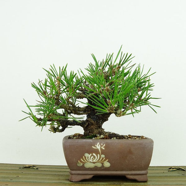 盆栽 松 黒松 樹高 約10cm くろまつ Pinus thunbergii クロマツ マツ科 常緑針葉樹 観賞用 小品 f1144052332