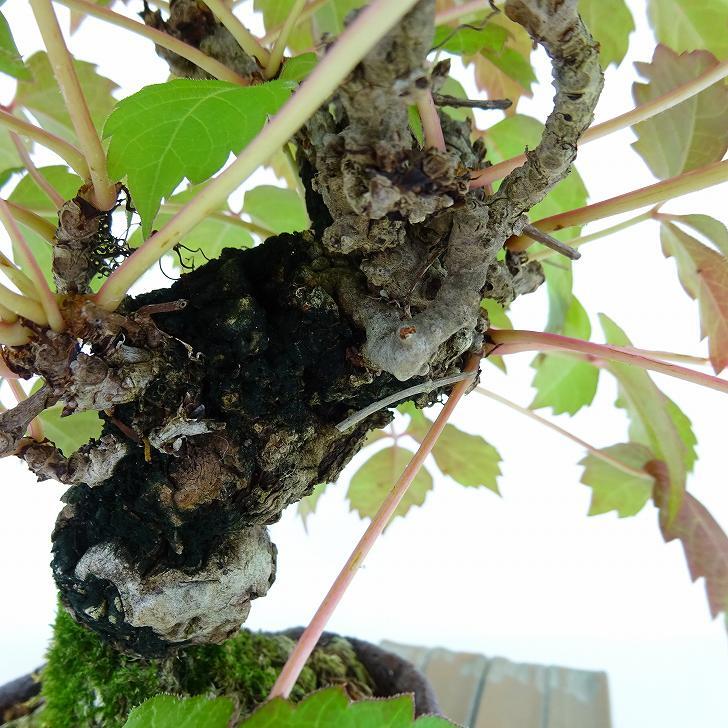 盆栽 蔦 樹高 約20cm つた Parthenocissus tricuspidata ツタ つる性 ブドウ科 ツタ属 落葉樹 観賞用 小品 -  森流 GreenFlow - 動植物造景專門店