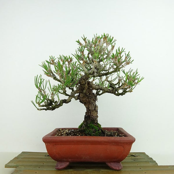 盆栽 松 黒松 樹高 約18cm くろまつ Pinus thunbergii クロマツ マツ科 常緑針葉樹 観賞用 小品 v1144061778