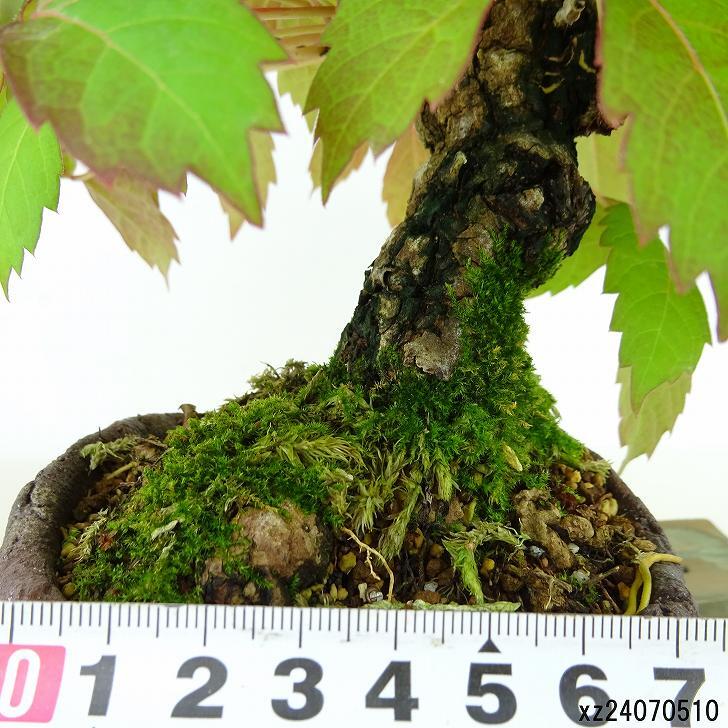 盆栽 蔦 樹高 約20cm つた Parthenocissus tricuspidata ツタ つる性 ブドウ科 ツタ属 落葉樹 観賞用 小品