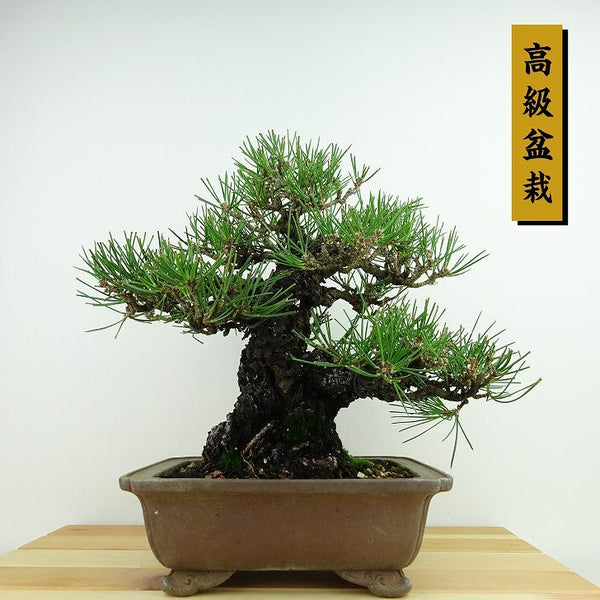 盆栽 松 黒松 樹高 約25cm くろまつ 高級盆栽 Pinus thunbergii クロマツ マツ科 常緑針葉樹 観賞用 t1144047731