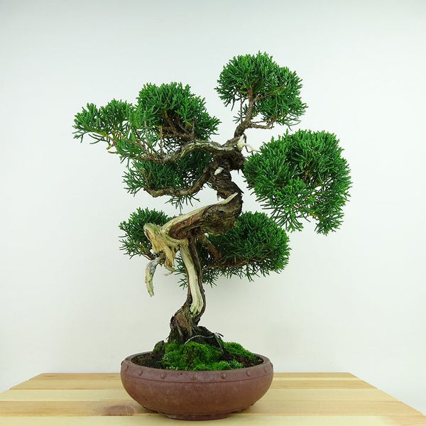 盆栽 真柏 樹高 約30cm しんぱく Juniperus chinensis シンパク ジン シャリ ヒノキ科 常緑樹 観賞用 u1144072726