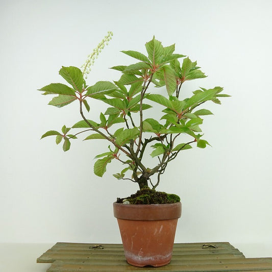 盆栽 木五倍子 樹高 約24cm きぶし Stachyurus praecox キブシ キブシ科 キブシ属 落葉樹 観賞用 k1144702619