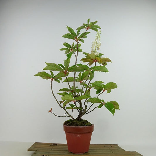 盆栽 木五倍子 樹高 約30cm きぶし Stachyurus praecox キブシ キブシ科 キブシ属 落葉樹 観賞用 c1144701984