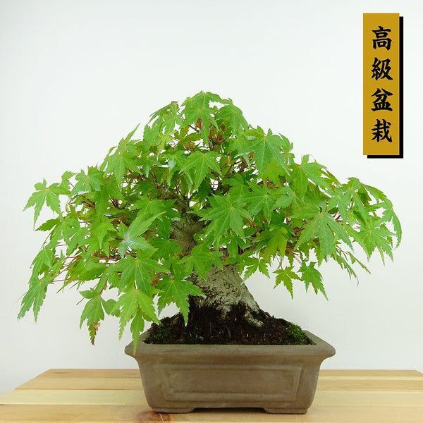 盆栽 紅葉 樹高 約20cm もみじ 高級盆栽 Acer palmatum モミジ カエデ科 落葉樹 観賞用 小品