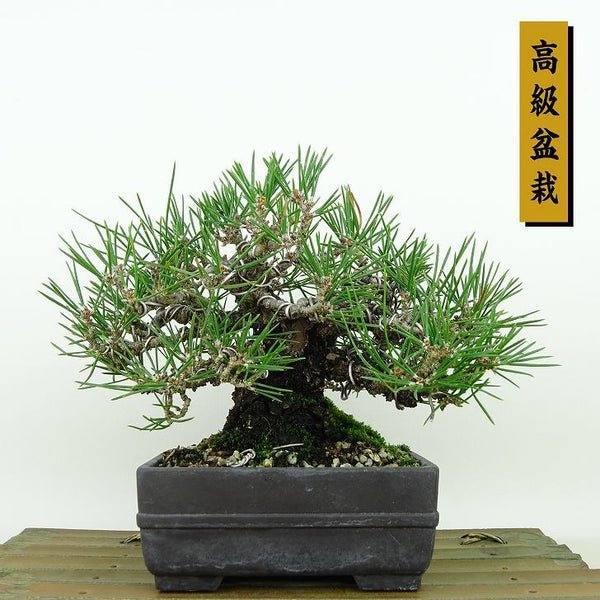 盆栽 松 黒松 樹高 約14cm くろまつ 高級盆栽 Pinus thunbergii クロマツ マツ科 常緑針葉樹 観賞用 小品 l1144761086