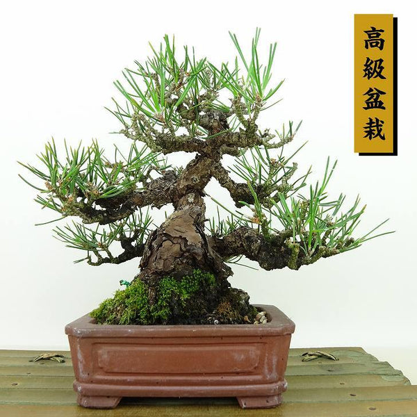 盆栽 松 黒松 樹高 約15cm くろまつ 高級盆栽 Pinus thunbergii クロマツ マツ科 常緑針葉樹 観賞用 小品 w1144760708