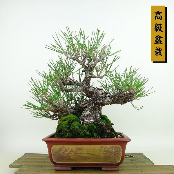 盆栽 松 黒松 樹高 約23cm くろまつ 高級盆栽 Pinus thunbergii クロマツ マツ科 常緑針葉樹 観賞用 n1144748921