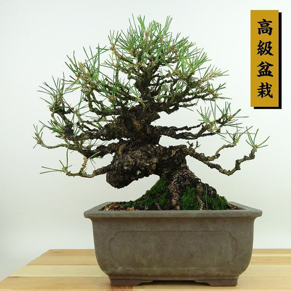 盆栽 松 黒松 樹高 約23cm くろまつ 高級盆栽 Pinus thunbergii クロマツ マツ科 常緑針葉樹 観賞用 c1144749918