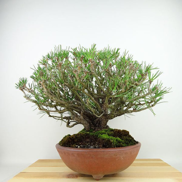 盆栽 松 黒松 樹高 約25cm くろまつ Pinus thunbergii クロマツ マツ科 常緑針葉樹 観賞用 j1145636412