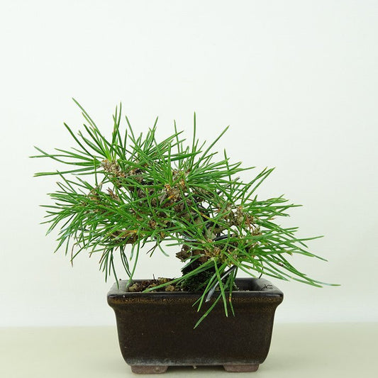 盆栽 松 黒松 樹高 約10cm くろまつ Pinus thunbergii クロマツ マツ科 常緑針葉樹 観賞用 小品 l1145640326