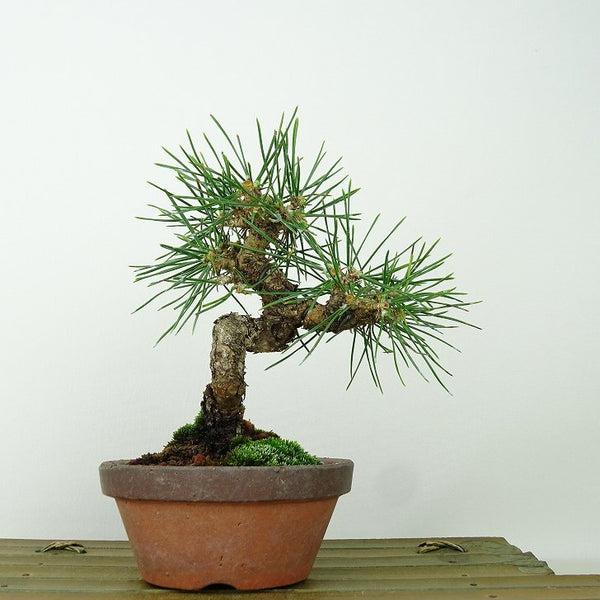 盆栽 松 黒松 樹高 約14cm くろまつ Pinus thunbergii クロマツ マツ科 常緑針葉樹 観賞用 小品 k1145627003