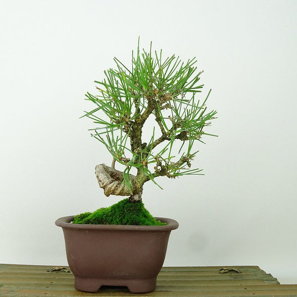 盆栽 松 黒松 樹高 約16cm くろまつ Pinus thunbergii クロマツ マツ科 常緑針葉樹 観賞用 小品 r1145615510