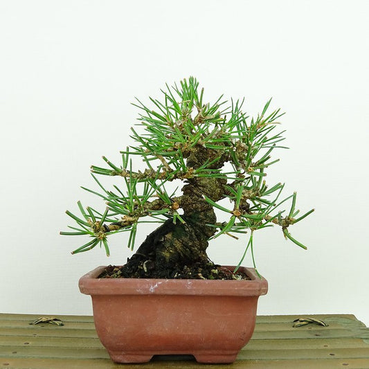 盆栽 松 黒松 樹高 約11cm くろまつ Pinus thunbergii クロマツ マツ科 常緑針葉樹 観賞用 小品 q1145634157