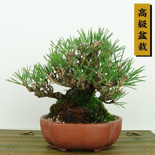 盆栽 松 黒松 樹高 約13cm くろまつ 高級盆栽 Pinus thunbergii クロマツ マツ科 常緑針葉樹 観賞用 小品 e1145641000