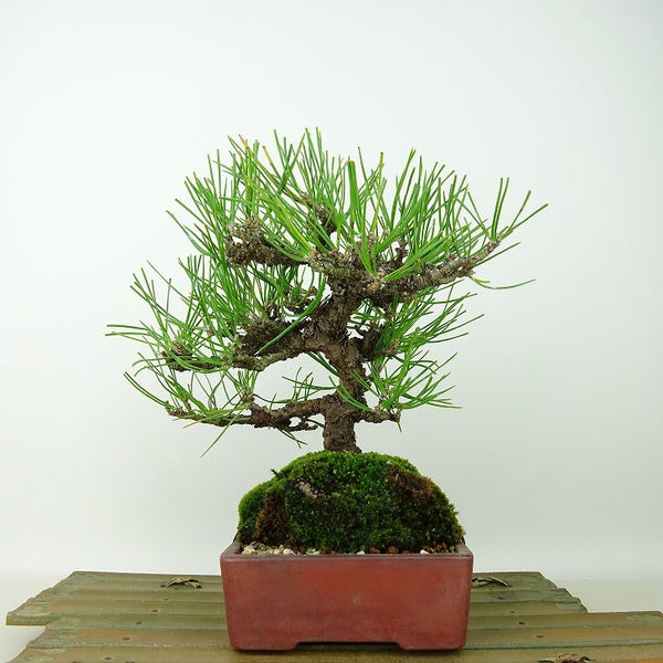 盆栽 松 黒松 樹高 約19cm くろまつ Pinus thunbergii クロマツ マツ科 常緑針葉樹 観賞用 小品 j1145638752