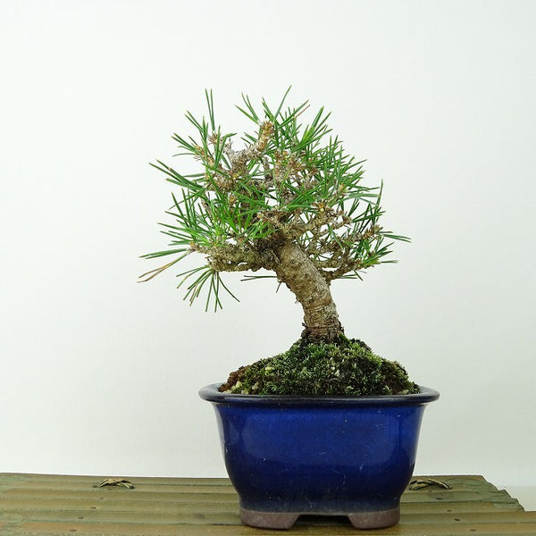 盆栽 松 黒松 樹高 約15cm くろまつ Pinus thunbergii クロマツ マツ科 常緑針葉樹 観賞用 小品 m1145622982