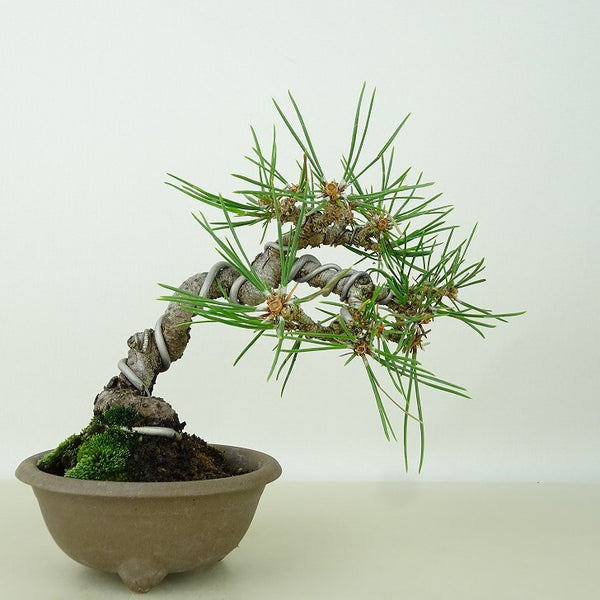 盆栽 松 黒松 樹高 上下 約12cm くろまつ Pinus thunbergii クロマツ マツ科 常緑針葉樹 観賞用 小品 d1145632537