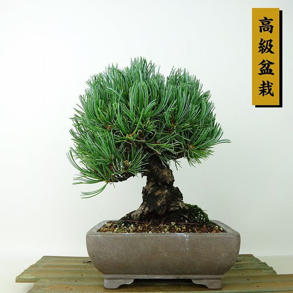 盆栽 松 五葉松 樹高 約19cm ごようまつ 高級盆栽 Pinus parviflora ゴヨウマツ マツ科 常緑針葉樹 観賞用 小品 t1145620840