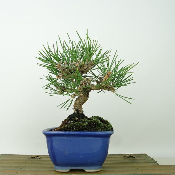 盆栽 松 黒松 樹高 約17cm くろまつ Pinus thunbergii クロマツ マツ科 常緑針葉樹 観賞用 小品 m1145625958