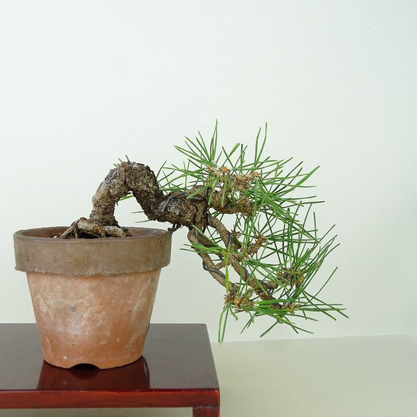 盆栽 松 黒松 樹高 上下 約15cm くろまつ Pinus thunbergii クロマツ マツ科 常緑針葉樹 観賞用 小品 1145621866