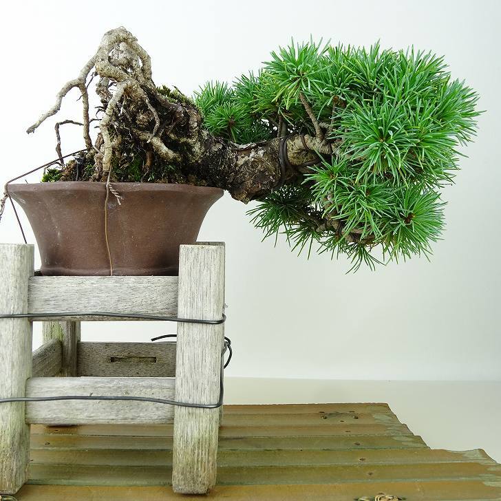 盆栽 松 五葉松 上下 樹高 12cm ごようまつ Pinus parviflora ゴヨウマツ マツ科 常緑針葉樹 観賞用 小品 c1145640300