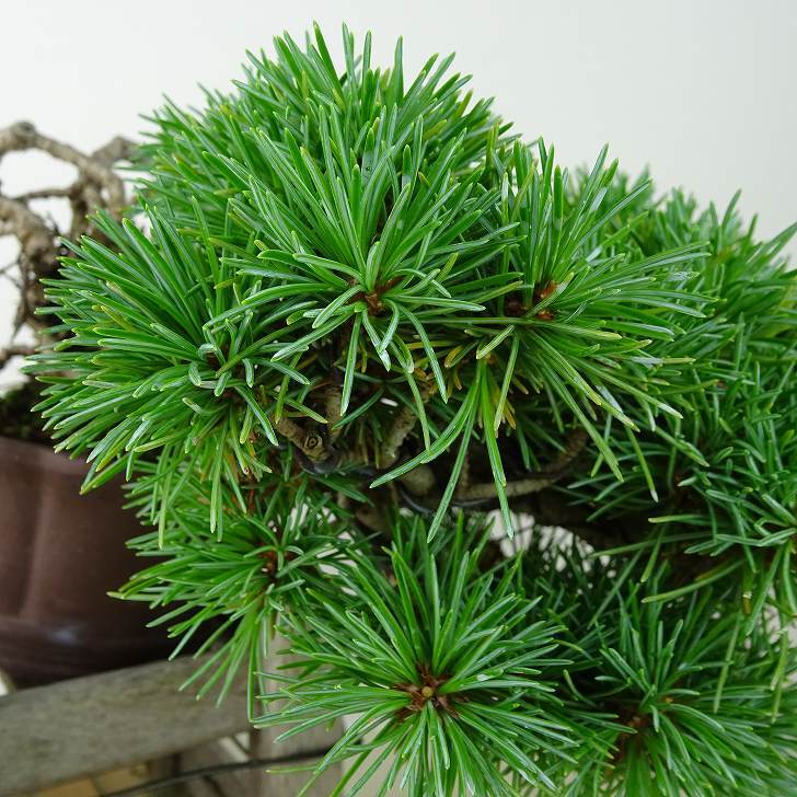 盆栽 松 五葉松 上下 樹高 12cm ごようまつ Pinus parviflora ゴヨウマツ マツ科 常緑針葉樹 観賞用 小品 c1145640300