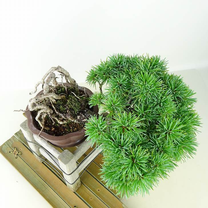 盆栽 松 五葉松 上下 樹高 12cm ごようまつ Pinus parviflora ゴヨウマツ マツ科 常緑針葉樹 観賞用 小品 c1145640300