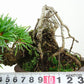 盆栽 松 五葉松 上下 樹高 12cm ごようまつ Pinus parviflora ゴヨウマツ マツ科 常緑針葉樹 観賞用 小品 c1145640300