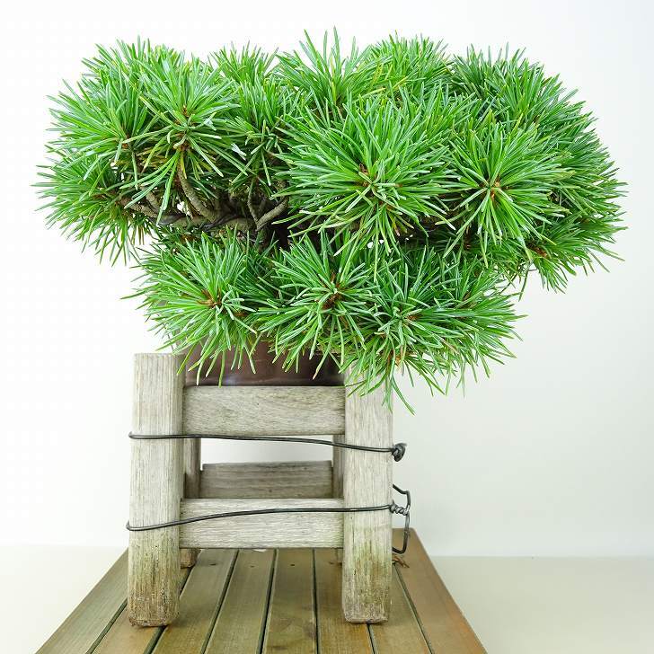 盆栽 松 五葉松 上下 樹高 12cm ごようまつ Pinus parviflora ゴヨウマツ マツ科 常緑針葉樹 観賞用 小品 c1145640300