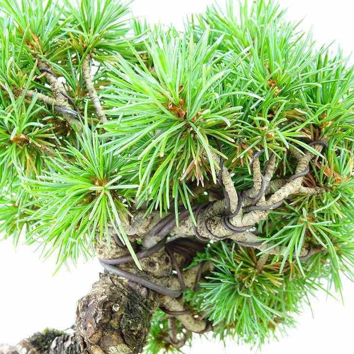 盆栽 松 五葉松 上下 樹高 12cm ごようまつ Pinus parviflora ゴヨウマツ マツ科 常緑針葉樹 観賞用 小品 c1145640300