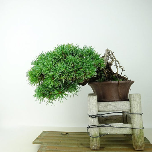 盆栽 松 五葉松 上下 樹高 12cm ごようまつ Pinus parviflora ゴヨウマツ マツ科 常緑針葉樹 観賞用 小品 c1145640300