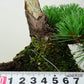 盆栽 松 五葉松 明星 樹高 約14cm ごようまつ Pinus parviflora ゴヨウマツ マツ科 常緑針葉樹 観賞用 小品 p1145646705