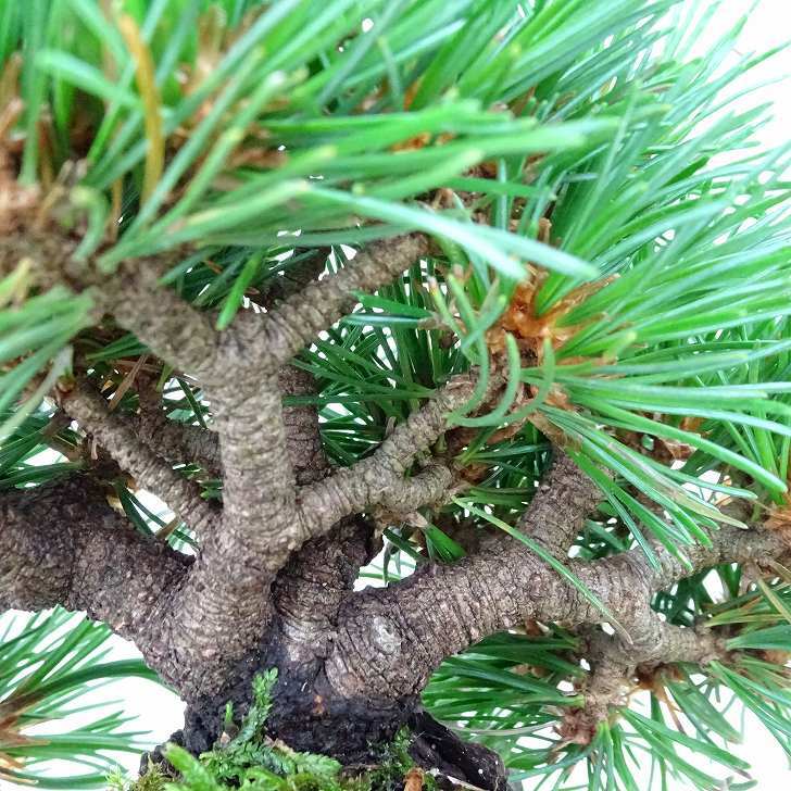 盆栽 松 五葉松 明星 樹高 約14cm ごようまつ Pinus parviflora ゴヨウマツ マツ科 常緑針葉樹 観賞用 小品 p1145646705