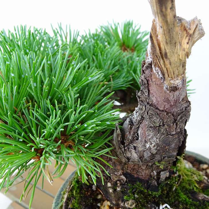 盆栽 松 五葉松 明星 樹高 約14cm ごようまつ Pinus parviflora ゴヨウマツ マツ科 常緑針葉樹 観賞用 小品 p1145646705