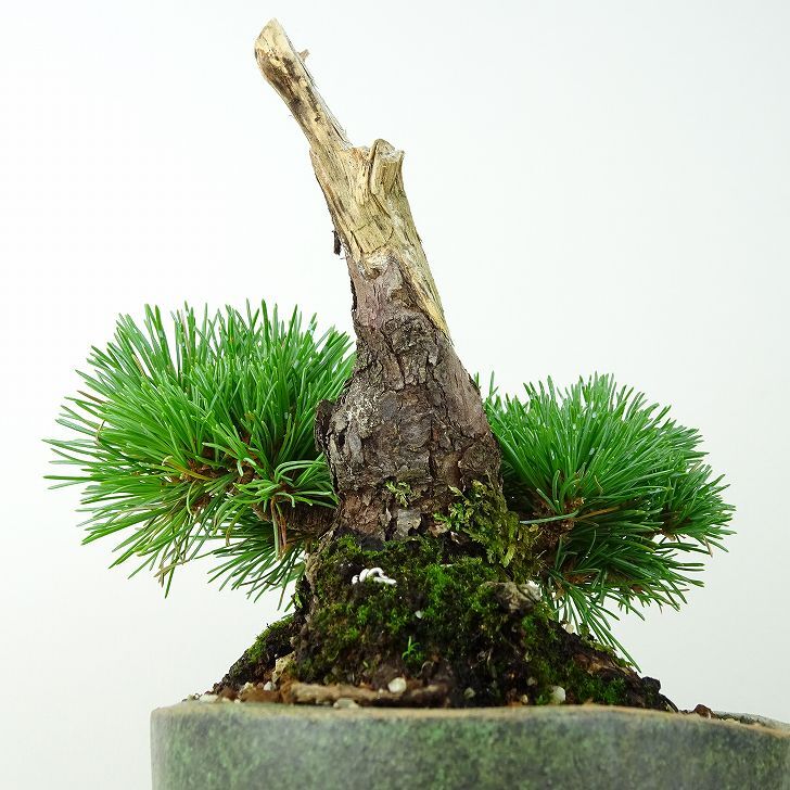 盆栽 松 五葉松 明星 樹高 約14cm ごようまつ Pinus parviflora ゴヨウマツ マツ科 常緑針葉樹 観賞用 小品 p1145646705