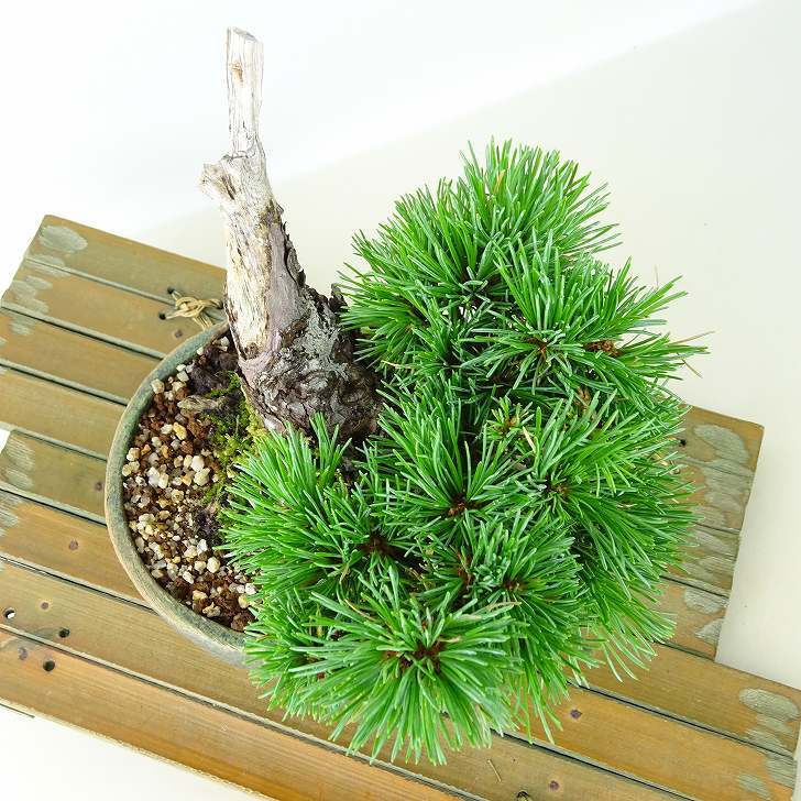 盆栽 松 五葉松 明星 樹高 約14cm ごようまつ Pinus parviflora ゴヨウマツ マツ科 常緑針葉樹 観賞用 小品 p1145646705