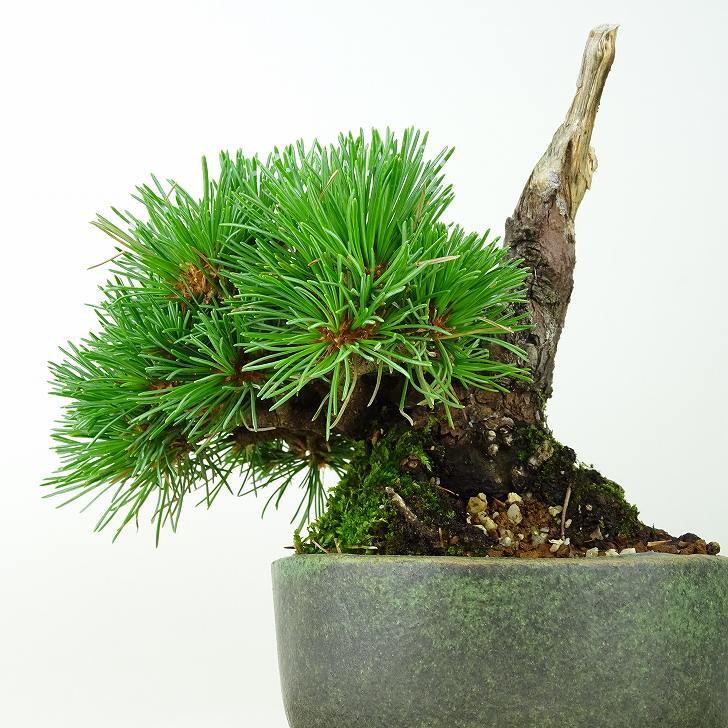 盆栽 松 五葉松 明星 樹高 約14cm ごようまつ Pinus parviflora ゴヨウマツ マツ科 常緑針葉樹 観賞用 小品 p1145646705