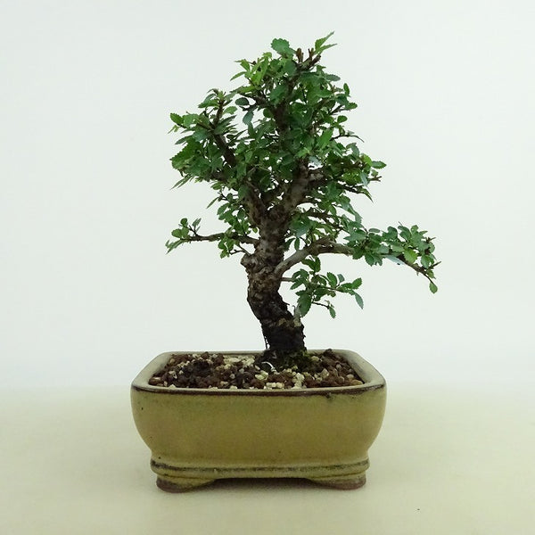 盆栽 楡欅 樹高 約13~15cm にれけやき Ulmus parvifolia ニレケヤキ 紅葉 ニレ科 落葉樹 観賞用 小品 数量物 セレクト c1145634031