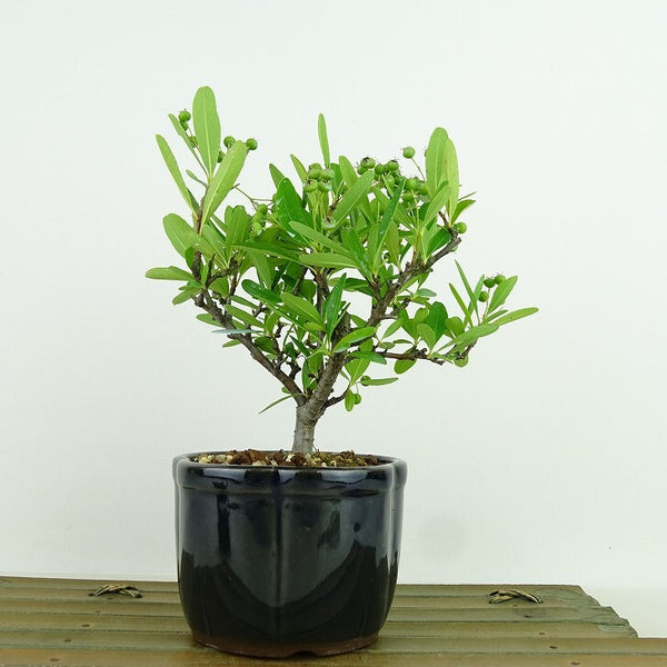 盆栽 ピラカンサ 樹高 約14cm Pyracantha バラ科 常緑樹 観賞用 小品 b1146071966