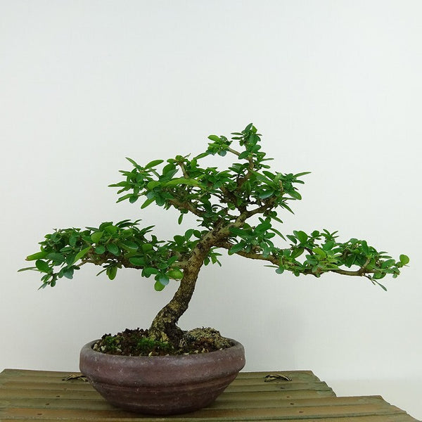 盆栽 水蝋樹 樹高 約16cm いぼたのき Ligustrum obtusifolium イボタノキ モクセイ科 イボタノキ属 落葉樹 観賞用 小品 x1146059336