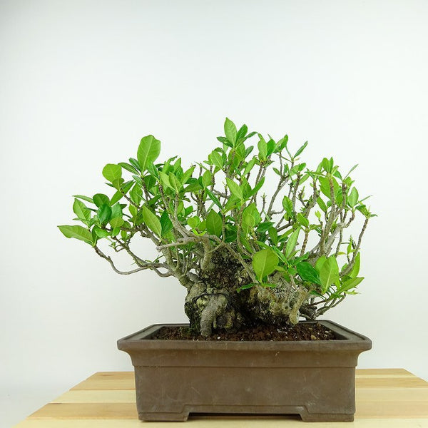 盆栽 梔子 樹高 約20cm くちなし Gardenia jasminoides クチナシ アカネ科 クチナシ属 常緑樹 観賞用 小品 1146069158