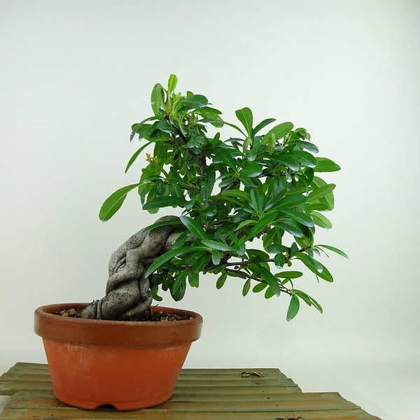 盆栽 ピラカンサ 樹高 約23cm Pyracantha 赤 バラ科 常緑樹 観賞用 e1146080347