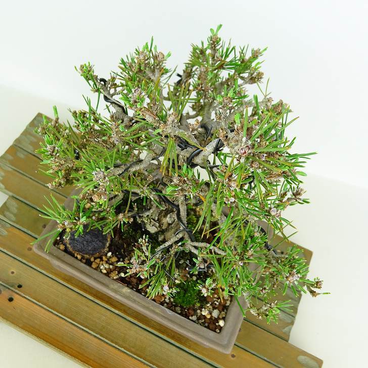 盆栽 松 黒松 千寿丸 樹高 約18cm くろまつ Pinus thunbergii クロマツ マツ科 常緑針葉樹 観賞用 小品 q1146531943