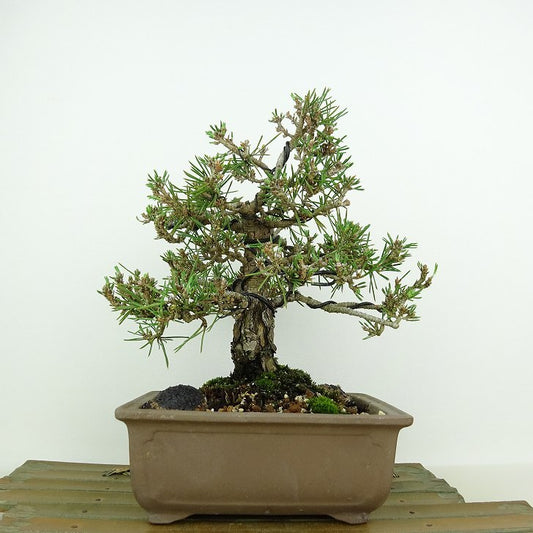 盆栽 松 黒松 千寿丸 樹高 約18cm くろまつ Pinus thunbergii クロマツ マツ科 常緑針葉樹 観賞用 小品 q1146531943