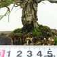 盆栽 松 黒松 千寿丸 樹高 約18cm くろまつ Pinus thunbergii クロマツ マツ科 常緑針葉樹 観賞用 小品 q1146531943